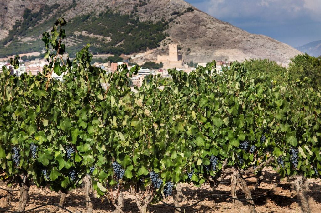  La DOP Vinos Alicante otorga a Villena su distinción de honor 