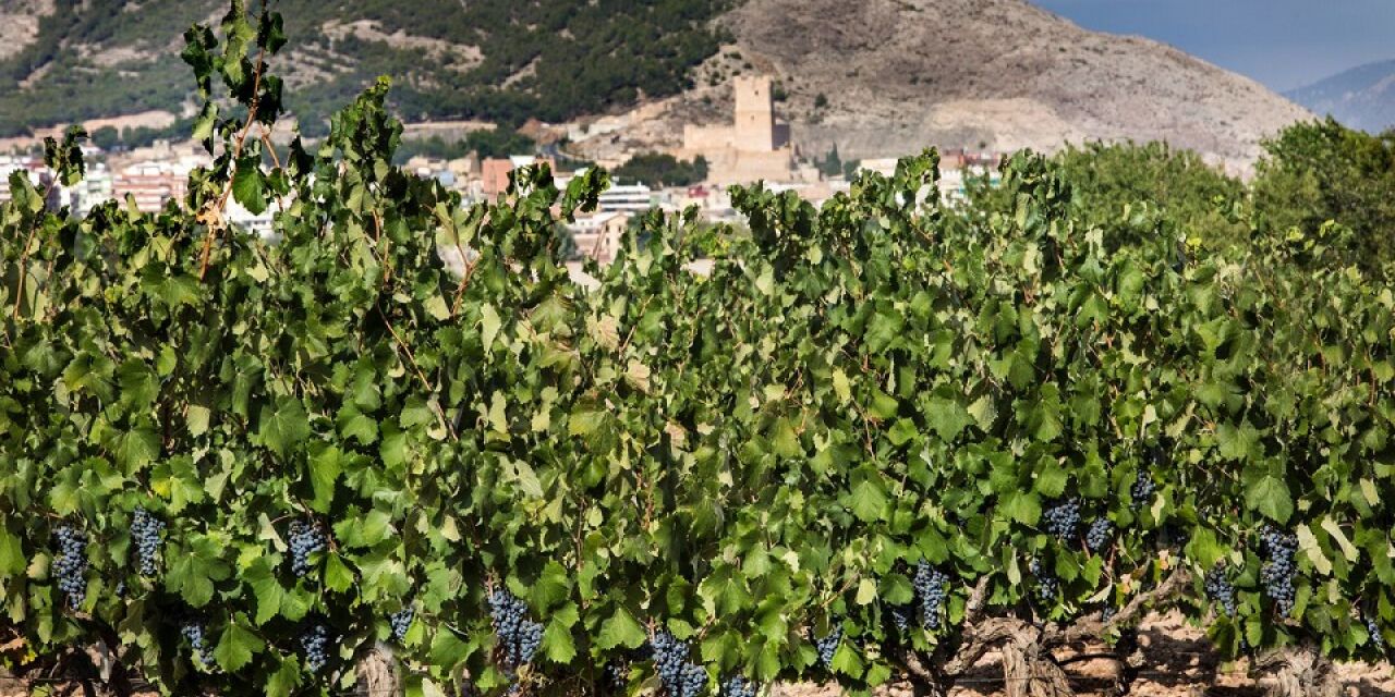  La DOP Vinos Alicante otorga a Villena su distinción de honor 