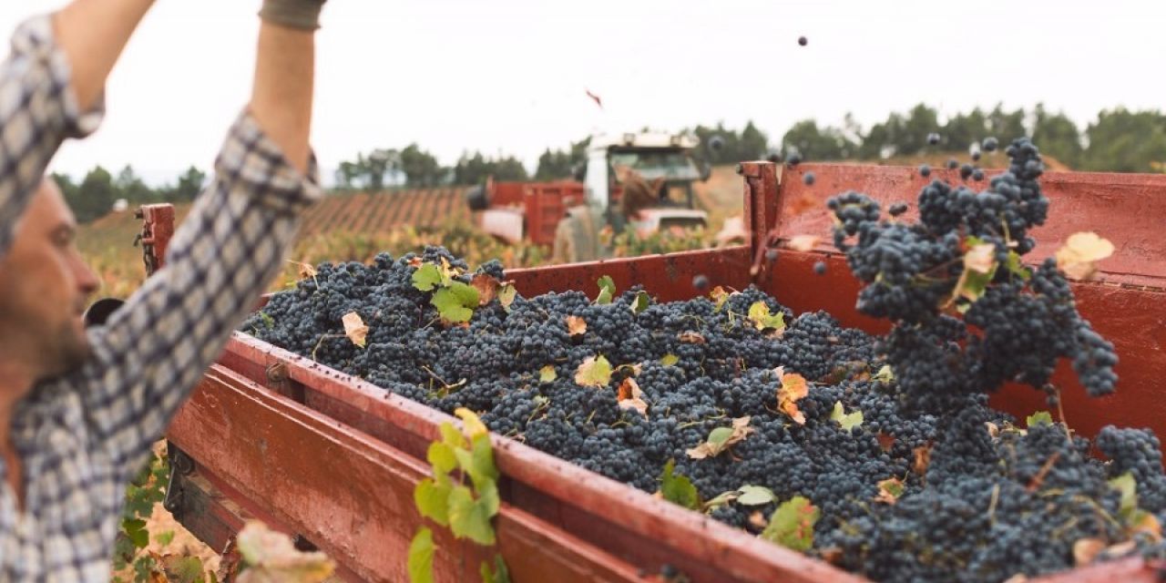  La D.O. Utiel-Requena recolecta 196 millones de kg de uva