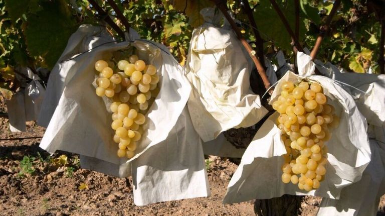 2 de cada 3 uvas que consumimos en Nochevieja proceden del Valle del Vinalopó