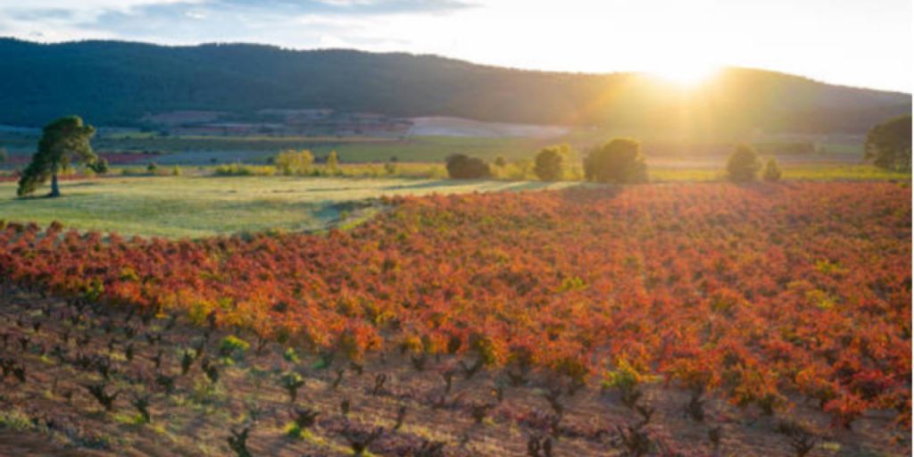  PROAVA apoya la candidatura oficial de Requena para ser la Ciudad del Vino 2026