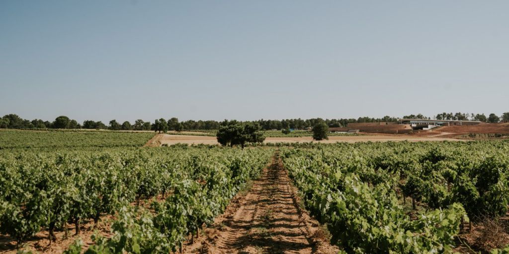  Bodegas LA HORRA presenta sus nuevas añadas: CORIMBO 2022 y CORIMBO I 2018