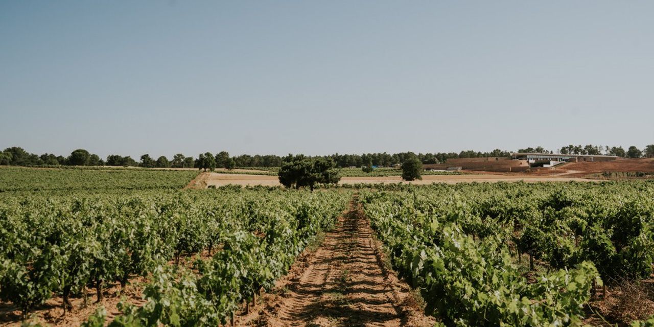  Bodegas LA HORRA presenta sus nuevas añadas: CORIMBO 2022 y CORIMBO I 2018