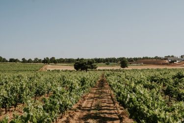 Bodegas LA HORRA presenta sus nuevas añadas: CORIMBO 2022 y CORIMBO I 2018
