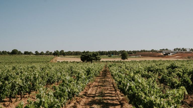 Bodegas LA HORRA presenta sus nuevas añadas: CORIMBO 2022 y CORIMBO I 2018