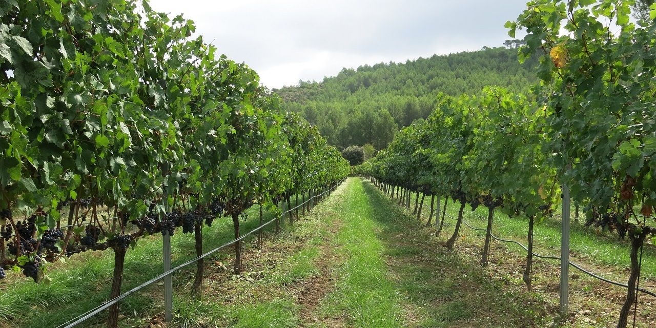  La nueva edición del Concurso de Vinos Artesanales de Benissa abre el plazo de inscripción