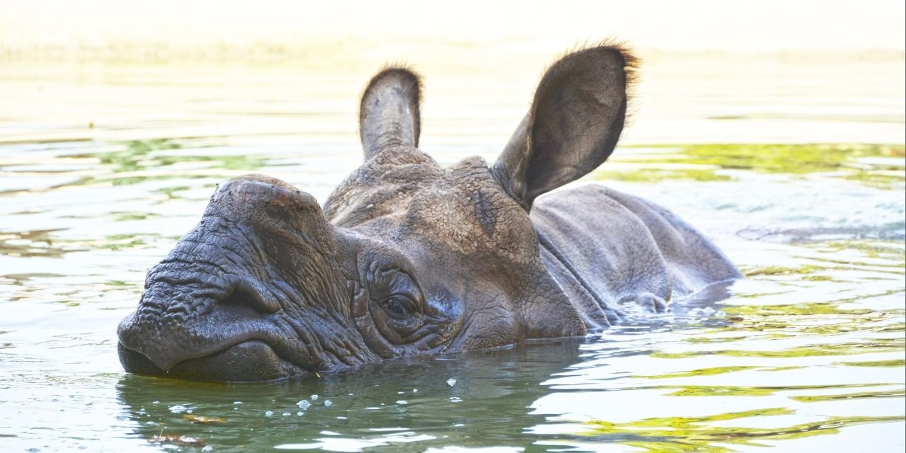 Terra Natura Benidorm participa en la creación de una base europea de ADN forense de rinocerontes