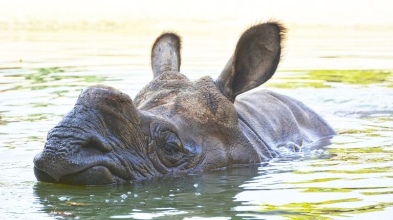 Terra Natura Benidorm participa en la creación de una base europea de ADN forense de rinocerontes