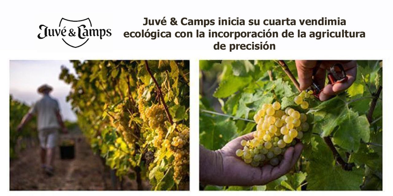  Juvé & Camps inicia su cuarta vendimia ecológica con la incorporación de la agricultura de precisión
