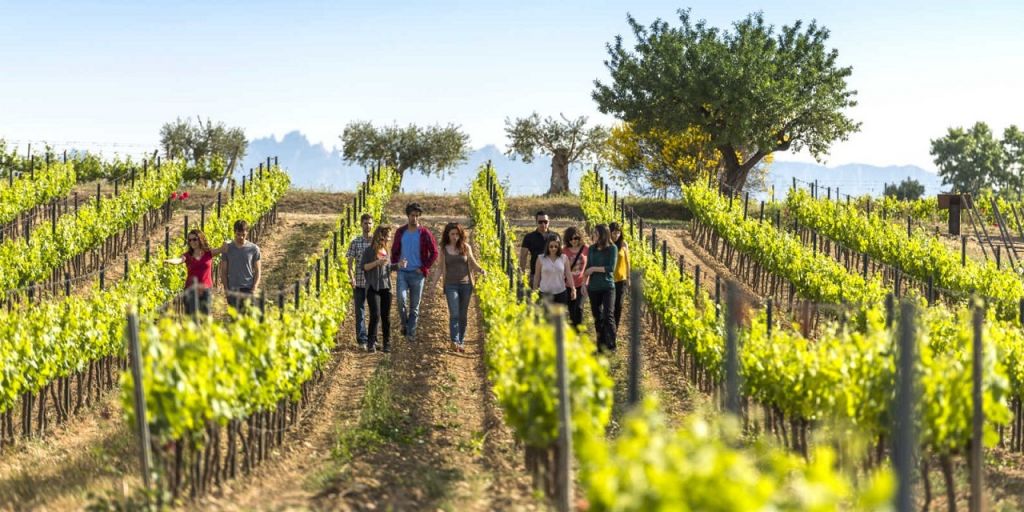 El enoturismo provoca un crecimiento del 20,5% en las Rutas del Vino de España en 2018