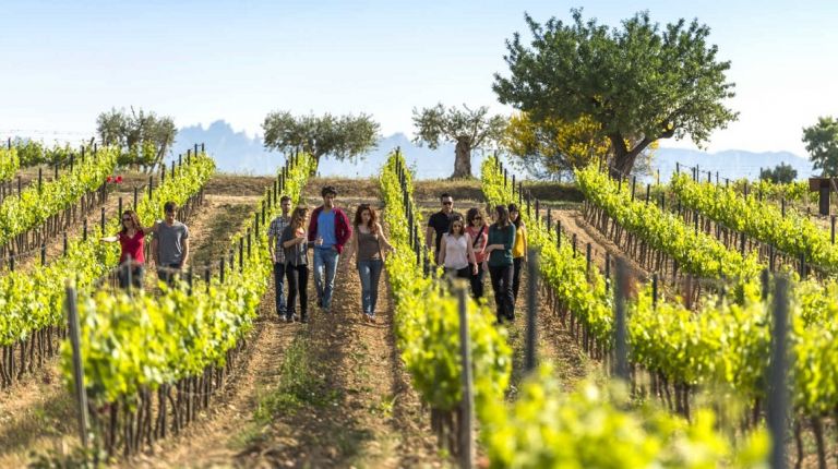 El enoturismo provoca un crecimiento del 20,5% en las Rutas del Vino de España en 2018