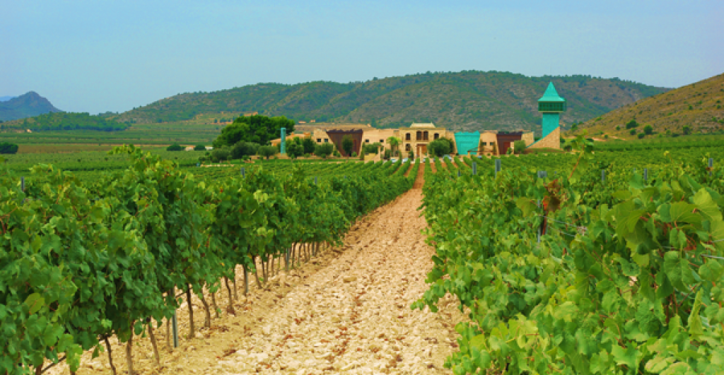  Carrera entre Viñedos por  la finca La Serrata de las bodegas Francisco Gómez en Villena