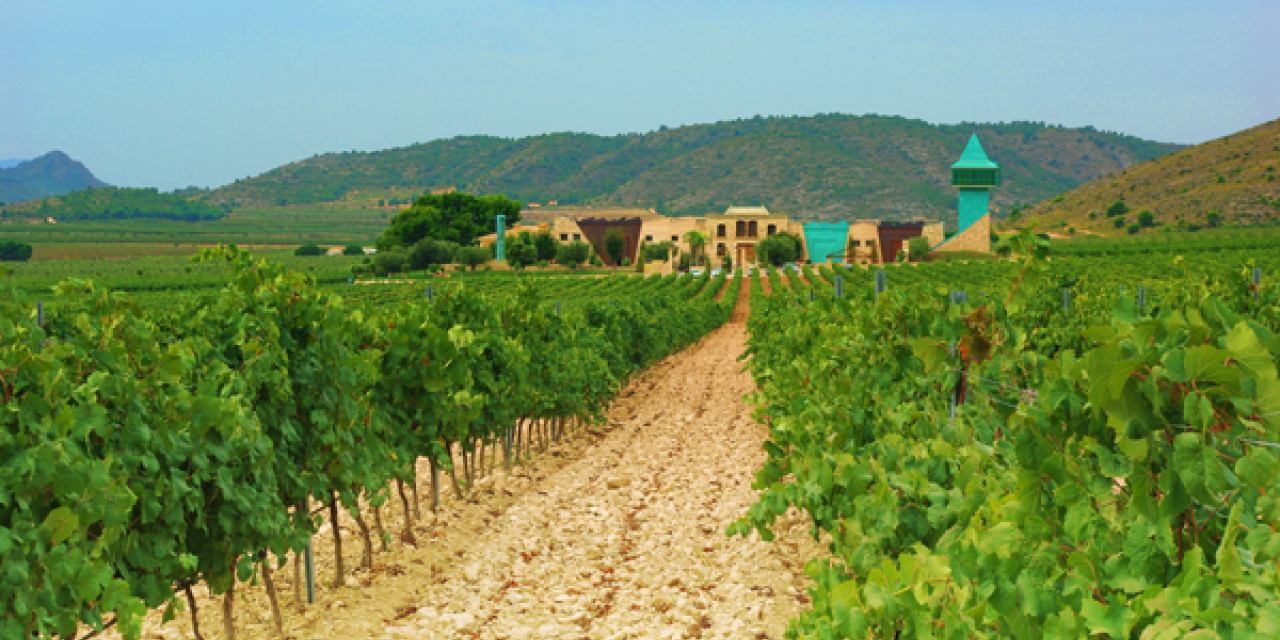  Carrera entre Viñedos por  la finca La Serrata de las bodegas Francisco Gómez en Villena