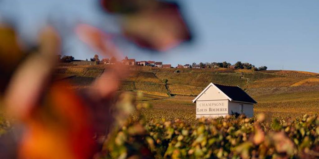  Louis Roederer, elegida 
